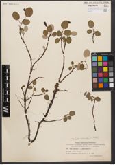 Foto von Salix reticulata L.